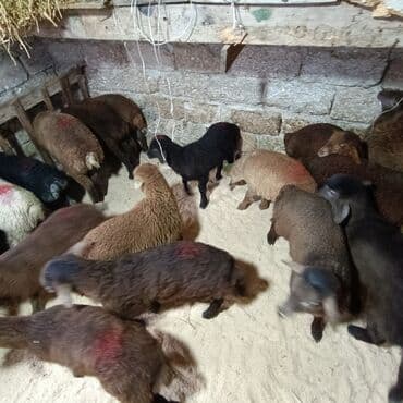 Akvariumlar: Salam aleyküm 215 mantdan 240 manata kimi deyişlir saxlamlqa yararlı — 5