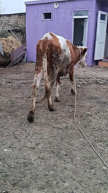 Heyvanlar: Dişi, Simental, il: 2, Südlük, Ünvandan götürmə — 3