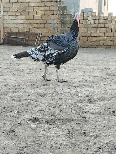 kənd cuceleri: Məhsul: Hind quşu (türki) Xüsusiyyətlər: - İri cüssəli, güclü skelet — 3