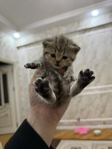 qara pitbull: Tabbi, Dişi, Erkək, Yaxşı əllərə — 2