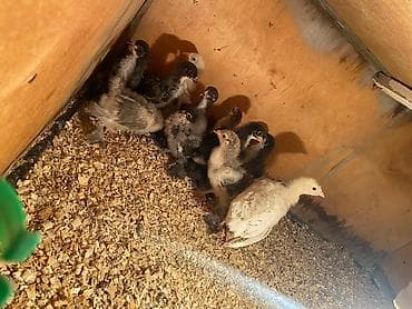 gence toyuq cuce: Toyuq cücələri, Damazlıq — 2