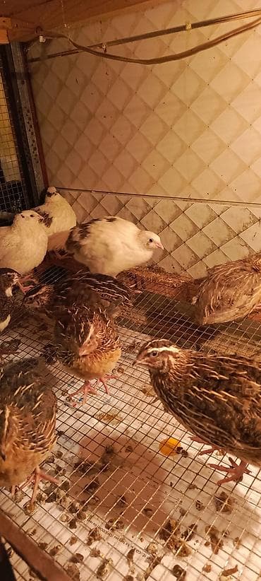 bildircin satşı: SALAM TAM SAĞLAM 42 GÜNLÜK BİLDİRÇİNLƏRDİ — 1