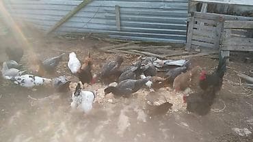 Qarışıq ev quşları sürüsü - Növ müxtəlifliyi: toyuq və xoruzlar, hind