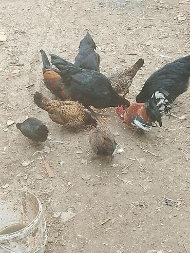 Yemlər: Toyuq, Damazlıq — 3