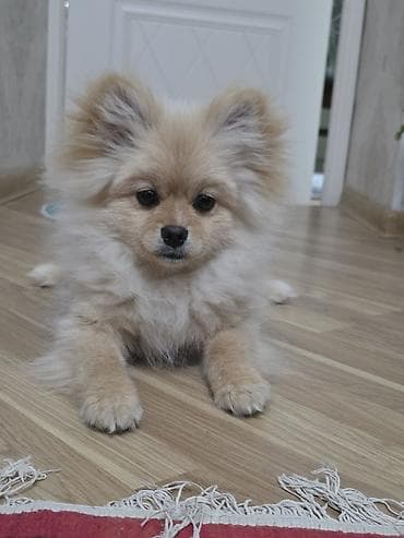 it ucun qurd dermani: Şpitz, 6 ay, Erkek, Peyvəndli — 2