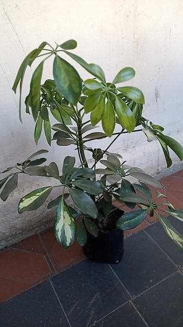 ev gülleri ve adlari: Bitki: Schefflera (Umbrella Plant) – xallı, dekorativ yarpaqlı növ — 1