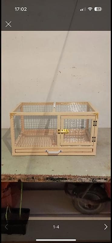 tovuz quwu: Mini lop (qulaqları sallanan) dekorativ dovşan balası - Cins: Mini — 5