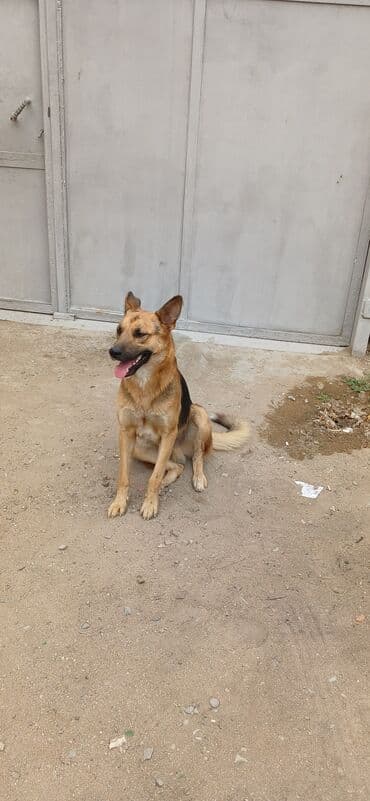 barter it: İtlər — 2