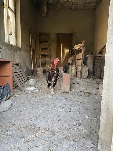 cat: Xoruz, Heyratı, il: 2, Ünvandan götürmə, Ödənişli çatdırılma — 5