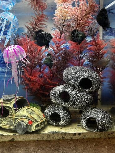 Heyvanlar üçün mallar: Dördbucaq akvarium, Balıqlarla birlikdə, 25 l — 2