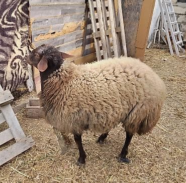 lider 55 cuce: Qoc qala sortu. 11 aylıq saqlam erker. 77 kilo diri cəkisi var — 3