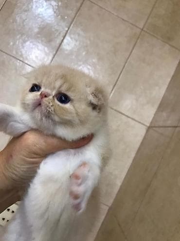 it cinsi: Fars, Yaxşı əllərə — 3