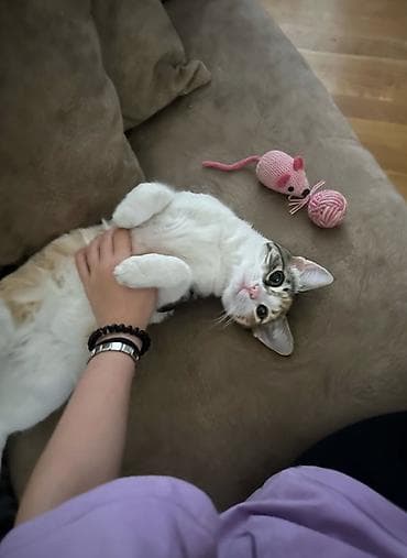 Dişi, Yaxşı əllərə