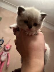 pi̇şi̇k: Şinşilla, Erkək, Dişi — 2