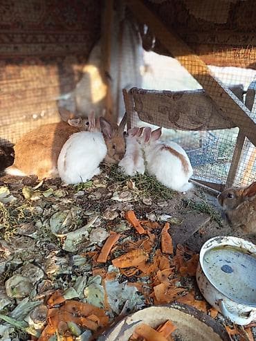 pekines satisi: Salam dovşanların hamsı satılır tam sağlam dılar heçbir xəsdəliyi — 8