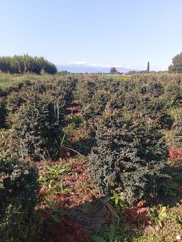 пластмассовый бак для воды купить: Her növ ağaclar ve dekarativ ağaclar çox ucuz ve qarantili gubresiz — 19