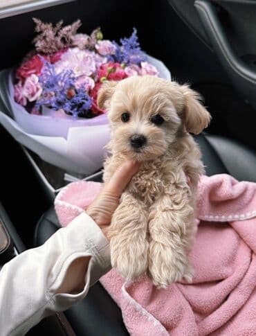 balaca ev itlerinin qiymeti: Malta bolonka, 2 ay, Erkek, Sənədli, Pulsuz çatdırılma — 3