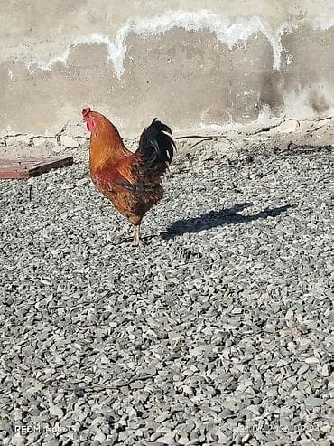 en ucuz at: Salam 10 aylıq sağlam kənd xoruzudur. Həyətdə başqa xoruzlarla yola — 4