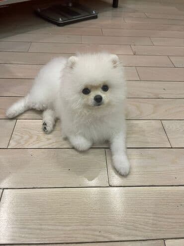 отдам в добрые руки шпица: Təmiz cins Pomeranian Spitz balası. Doğum tarixi: 12.11.2024. Çipli — 2