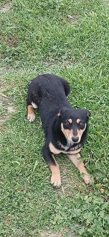 zvonok itler: 8 ay, Dişi, Peyvəndli, Ödənişli çatdırılma — 7