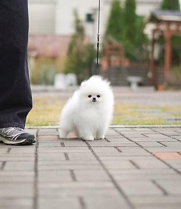 Другие животные: Пудель, 1 месяц, С родословной — 1