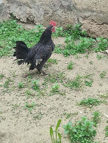 Toyuq, Damazlıq — 3