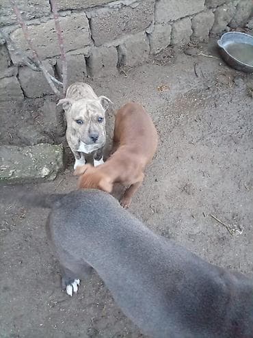 pitbull balasi: Pitbul, 2 ay, Dişi — 7