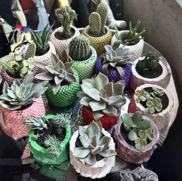 кактус: Dekorativ mini sukulent və kaktus kompozisiyaları - Qızılı dekorativ — 10