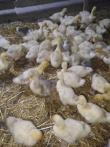 Qaz balaları – yerli təsərrüfat - Növ: qaz cücələri (balalar) -