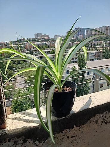 Bitki: Chlorophytum comosum (Hörümçək bitkisi) – zolaqlı yarpaqlı