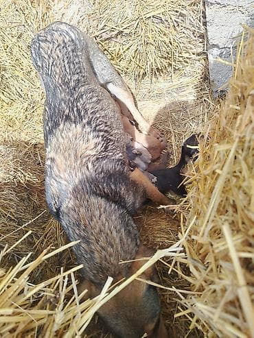 heyvan sahiblendirme: Ünvandan götürmə — 4