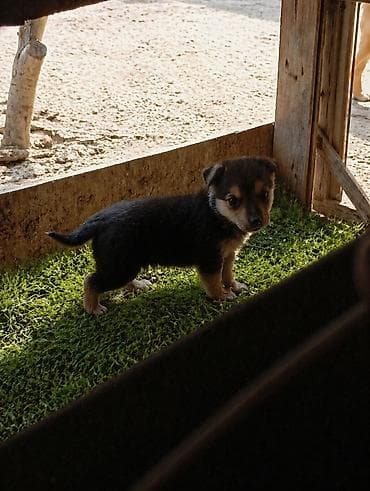 1 ay, Dişi, Peyvəndli