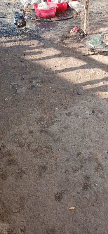 Keçi, çəpiş: Muscovy (hind) ördəkləri – təsərrüfat üçün ideal cüt satılır yumurta — 1