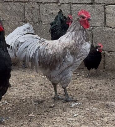 cins ineklerin qiymeti: Məhsul: “Avstralop Xoruz 5Ay 15 Günlüy - Fotoşəkillərdə real nümunə — 2