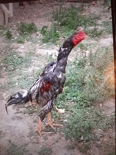 Heyvanlar: Xoruz, Heyratı, il: <1, Ödənişli çatdırılma — 1