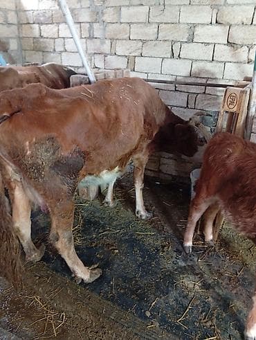 sudluk inəklər: Salam aleykum qirmizi iney simental melezidir yanindaki bala 4 cu — 3