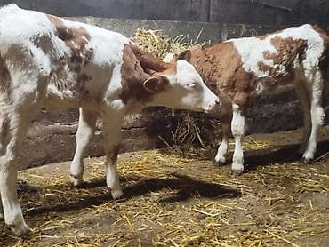 Рогатый скот: Salam. Sağlam, təmiz simmental buzovlardir. Başqa buzovlarda var — 1