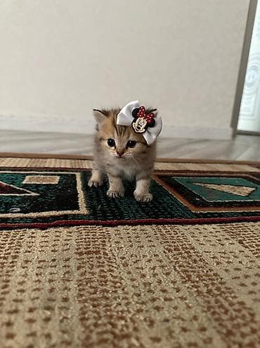 взять котёнка бесплатно: Шотландская, Самец, Бесплатная доставка — 6