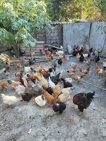 toyug cucə: Toyuq, Yumurtalıq — 1