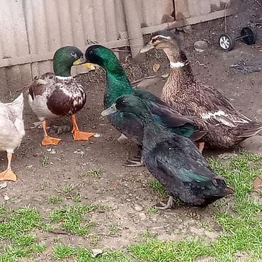 qaz satilir: Satışda – ördəklər kayuqa Xüsusiyyətlər: - Rənglər: parlaq — 2