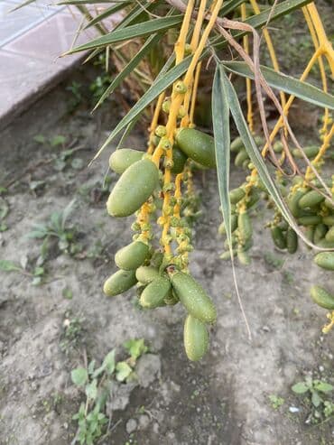 meyvə ağac: Xurma ağacı.22 illik ağacdı.Meyvəsi də var — 6