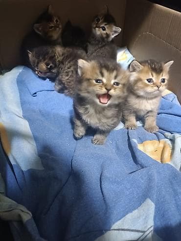 Gəmiricilər: Erkək, Dişi, Yaxşı əllərə, Ünvandan götürmə, Pulsuz çatdırılma, Ödənişli çatdırılma — 8