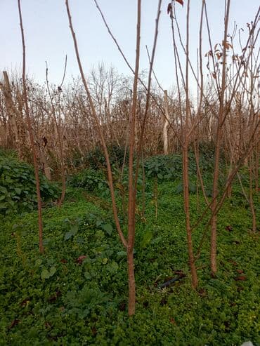 Məhsul: Gilas tingləri (meyvə bağı üçün) Təsvir: qilas cirlari var