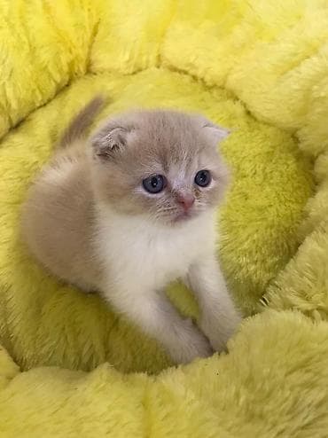 pişiy adlari: Şotland yastı qulaq — 7