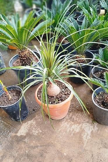 ev dekor: Satılır: dekorativ qapalı/açıq məkan bitkiləri - Saksıda sikas (Cycas — 10