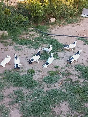 Salam gozduz heyvanlar satilir hamsi saglam bala veren heyvanlardi