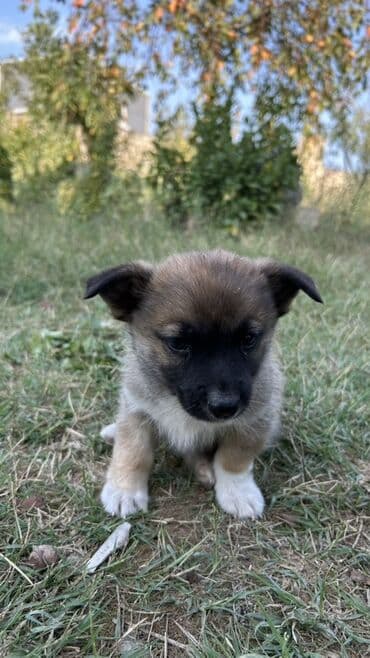 zinqirov iti: 2 ay, Erkek — 5