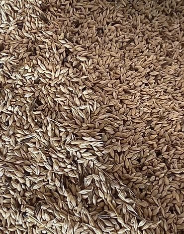 Arpa satilir hazir meşoklardadi.etrafli whatsapa yazin+bura