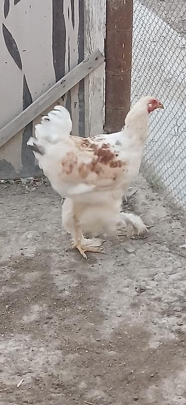 setter it cinsi: Satılır: lələkli ayaqlı yerli toyuq-xoruzlar (Brahma tipli) — 5
