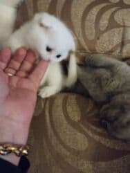 şotland pişik: Шотландская — 4